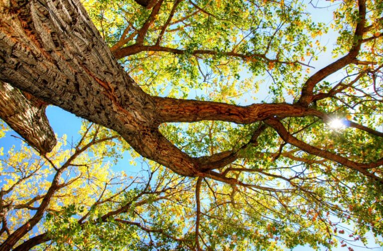 View of tree branches