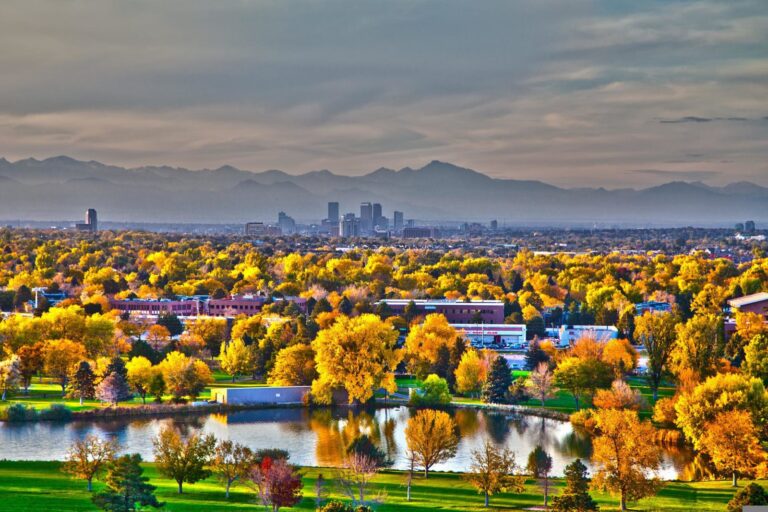 Trees in Colorado